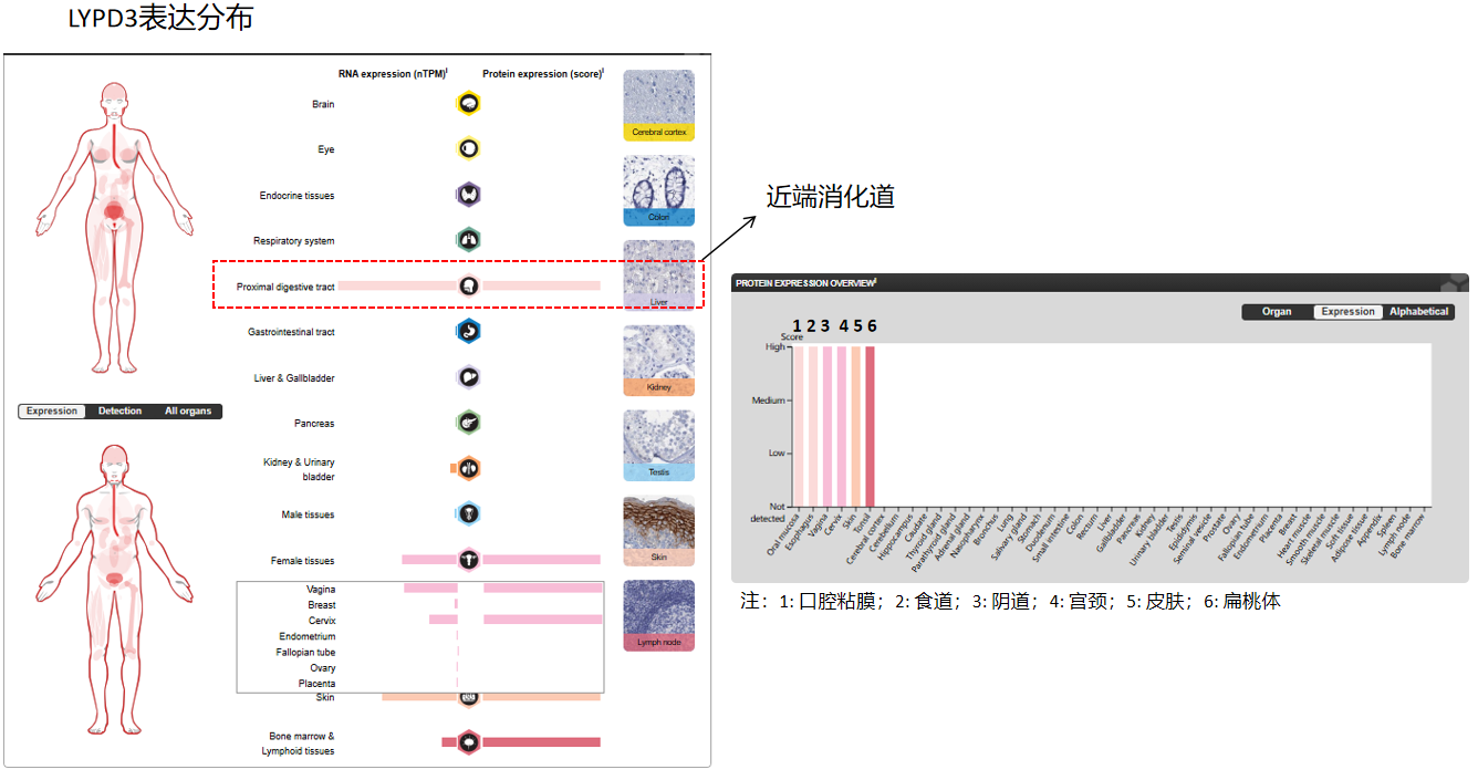 结构域包含蛋白3 LYPD3/LY6/PLAUR 结构域包含蛋白3 LYPD3/LY6/PLAUR